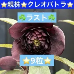 2026年最新】広瀬園芸の人気アイテム - メルカリ