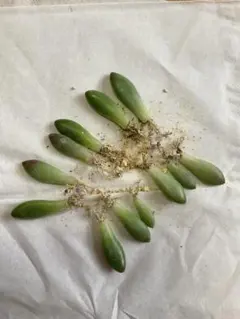 h*2様 つぶつぶ屋さん わたあめの葉 根付き10枚