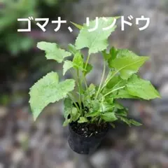 無農薬 国産マジックリーフ モモタマナ 多め発送 水質改善 50 枚
