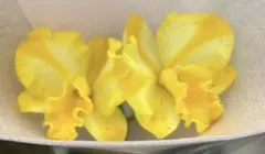 Rth. Candy House 'Happiness' 洋蘭　カトレアのサムネイル