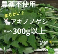 農薬不使用✨アキノノゲシ⑦リクガメおやつ　葉＆茎　箱込み300g以上小動物おやつのサムネイル