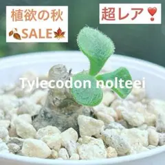 2025年最新】チレコドンの人気アイテム - メルカリ