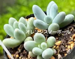 2026年最新】オレンジスノーボール 多肉の人気アイテム - メルカリ