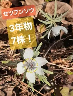 新生活応援セール！おまけ更に増量☆セツブンソウ球根大玉と3年物セット☆ ☆セツブンソウ球根大玉と3年物7株セット☆ - メルカリ
