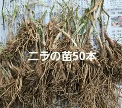 ニラの苗50本