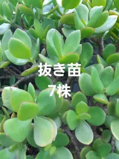 多肉植物 金のなる木　抜き苗　7株のサムネイル