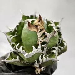 2025年最新】ゴリ猫の人気アイテム - メルカリ