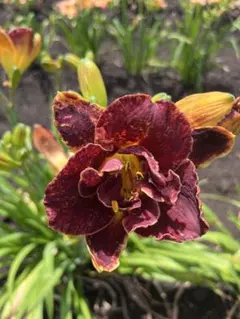 2025年最新】ヘメロカリス苗の人気アイテム - メルカリ