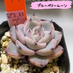 ブルーベリームーン 抜き苗 多肉植物 ミックスベリア おらいさん苗