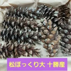 松ぼっくり 大　十勝産　8個　①