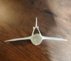 イルカの骨 (大)