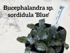 Bucephalandra.Diablo ブセファランド ラ ディアブロ - メルカリ