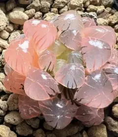 ピ*ン様 多肉植物　ハオルチア　OB-1オブツーサ錦　ピンク系　極上斑　鮮明錦
