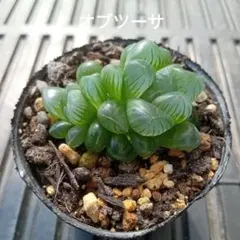 ハオルチア　オブツーサ　抜き苗　ハート ハオルチア オブツーサ 抜き苗 ☆ - メルカリ