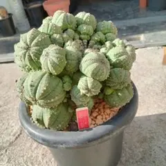 2026年最新】仔吹きシンメトリカの人気アイテム - メルカリ