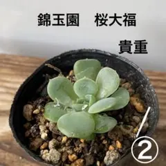 メ便　桜大福　②のサムネイル