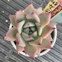 多肉植物 エケベリア miyaさん苗 命名種 Haku 良株 - メルカリ