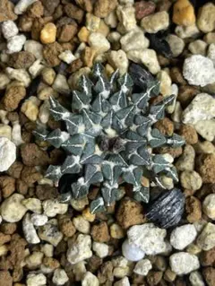 2026年最新】アリオカルプス 姫牡丹の人気アイテム - メルカリ