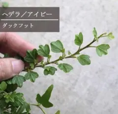 へデラ　アイビーのサムネイル