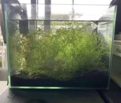 水草 根つきナヤス 根っこ長い　ソイル植え　ナヤスのサムネイル