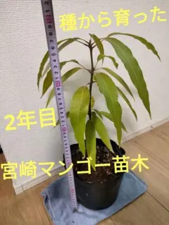 宮崎マンゴー苗木　無農薬　マンゴー苗木　ポットのまま発送　宮崎マンゴー苗木99 2026年最新】マンゴー苗の人気アイテム - メルカリ