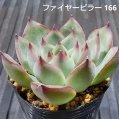 ファイヤーピラー 166 エケベリア 多肉植物 抜き苗