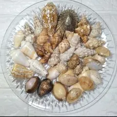貝殻セット 約30個