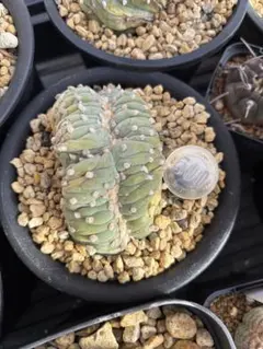 2026年最新】銀冠玉の人気アイテム - メルカリ