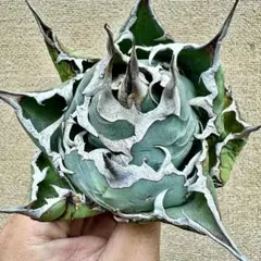 2025年最新】アガベ 大株の人気アイテム - メルカリ