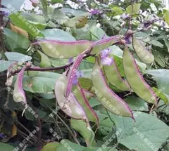 rika16888様 リクエスト 2点 まとめ商品