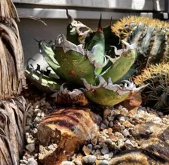 2025年最新】オアハカワイルドの人気アイテム - メルカリ