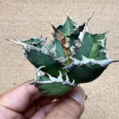 Lj_plants】Z601アガベ チタノタ 白鯨 極上強棘株 - メルカリ
