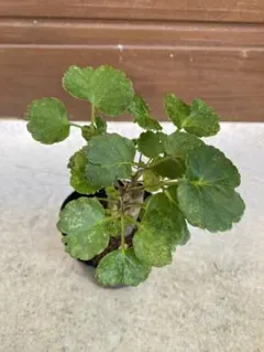 きんこんかん様 リクエスト 2点 まとめ商品