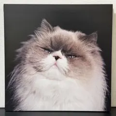 2026年最新】燦々 レコードの人気アイテム - メルカリ