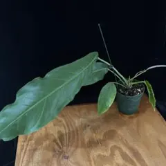 アンスリウム ペンデンスAnthurium type pendens JA｜希少 - メルカリ