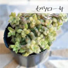 さとる様 リクエスト 4点 まとめ商品