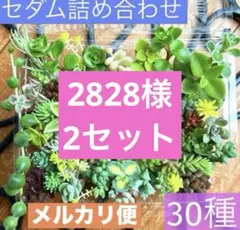 2828様　メルカリ便【30種類以上】たっぷりセダム詰め合わせ★初心者OK