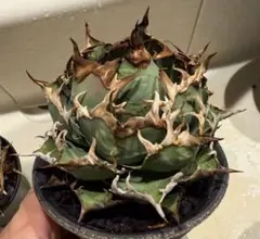 2026年最新】アガベ チタノタ シーザーの人気アイテム - メルカリ