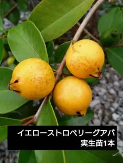 2025年最新】グァバ 苗の人気アイテム - メルカリ