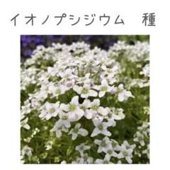 イオノプシジウム　種　①のサムネイル