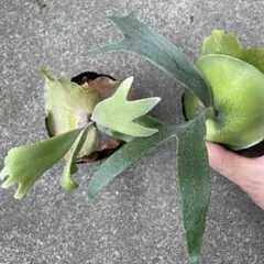 2025年最新】willinckii bogorの人気アイテム - メルカリ