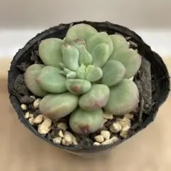 虹のキャンディー 多肉植物 プラグ苗(抜き苗)2苗 ランダム発送 - メルカリ