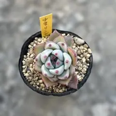 2026年最新】リンゼアナの人気アイテム - メルカリ