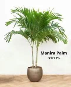 2026年最新】マニラヤシの人気アイテム - メルカリ