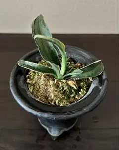 万年青 おもと 千代田の松 白斑 4.5陶器鉢つき 極上❗ ① - メルカリ
