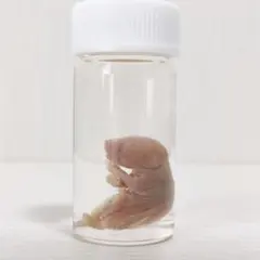 ヒラスズキ　色彩保存液浸標本 ヒラスズキ色彩保存液浸標本