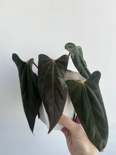 アンス　Papi FS/RVDP X Portillae/papiトップカット アンス Papi FS/RVDP X Portillae/papiトップカット - メルカリ