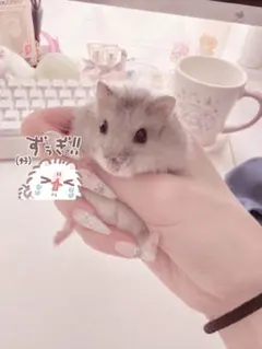 ❤︎