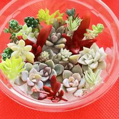 2026年最新】多肉 カット苗セットの人気アイテム - メルカリ