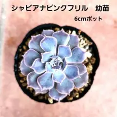 2025年最新】シャビアナピンクフリルの人気アイテム - メルカリ